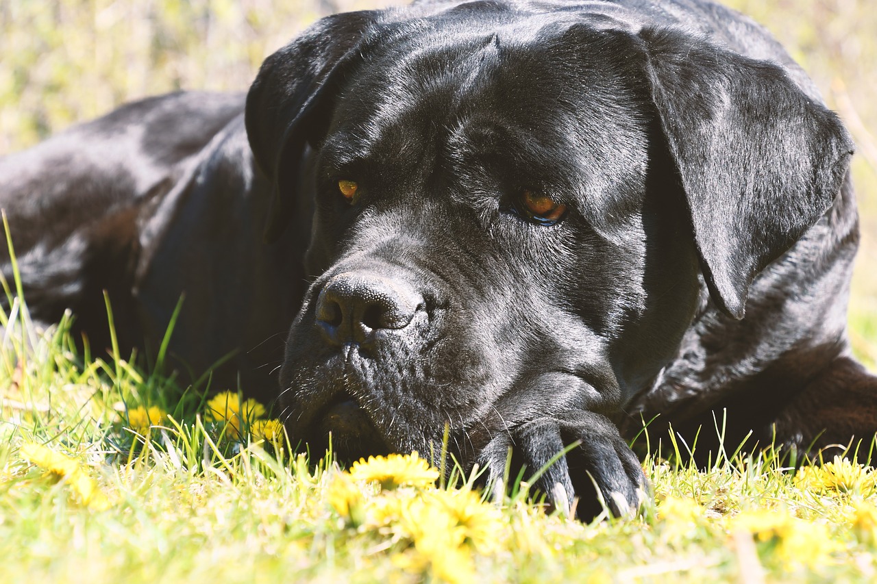 Why Cane Corso Dogs Are Great Protectors